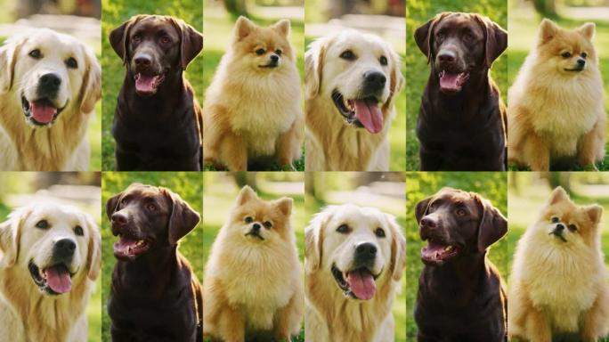 三种不同的狗的电影分屏，都甜美，可爱，可爱。金毛猎犬，拉布拉多猎犬，博美犬。外面令人敬畏的友好血统狗