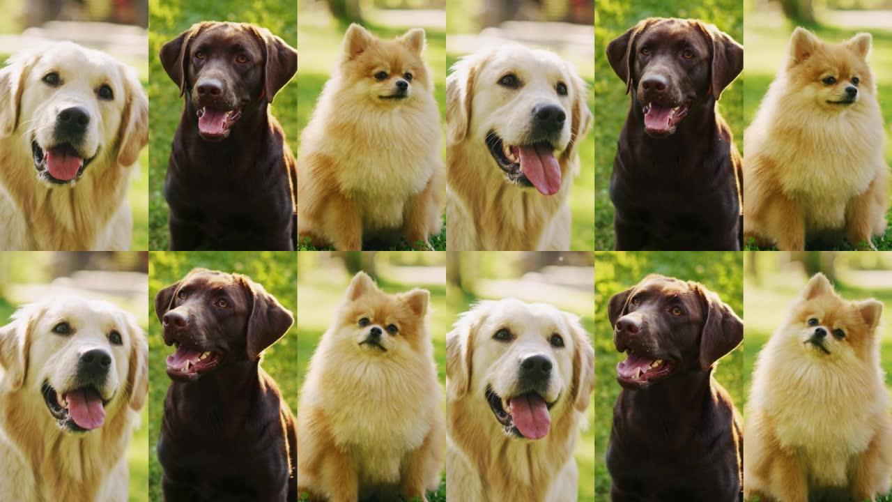 三种不同的狗的电影分屏，都甜美，可爱，可爱。金毛猎犬，拉布拉多猎犬，博美犬。外面令人敬畏的友好血统狗