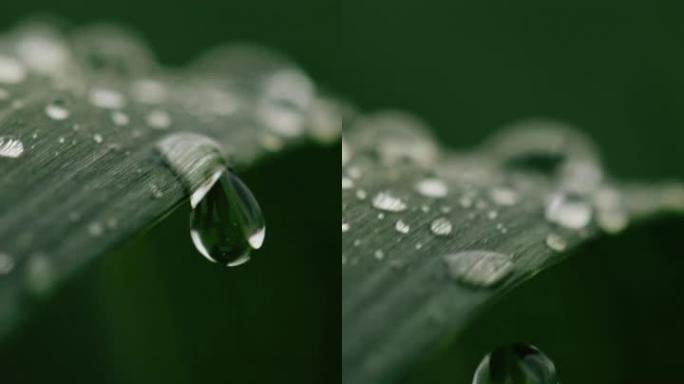 超级SLO MO雨滴落在绿色植物上