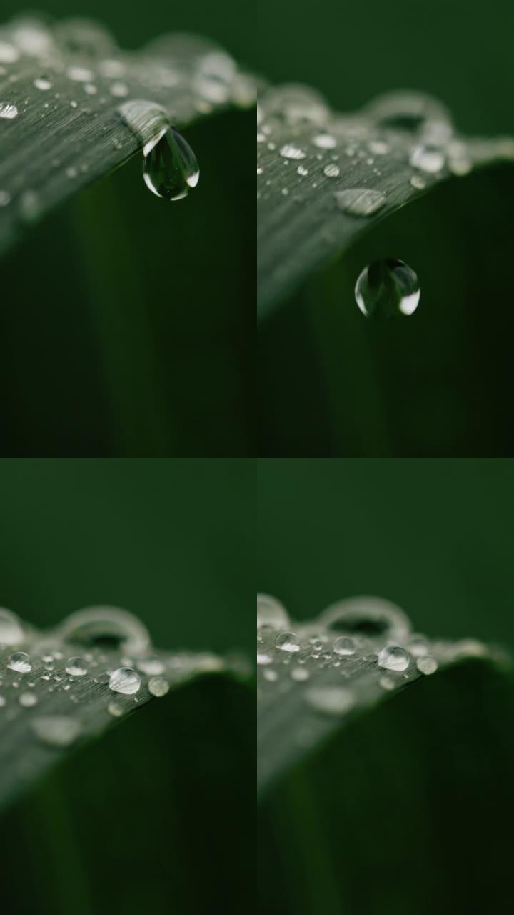 超级SLO MO雨滴落在绿色植物上