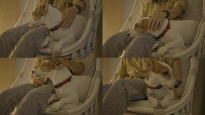Slo MO: 杰克·罗素狗 (Jack Russel dog) 与主人躺在吊椅上，恳求她。宠物主人