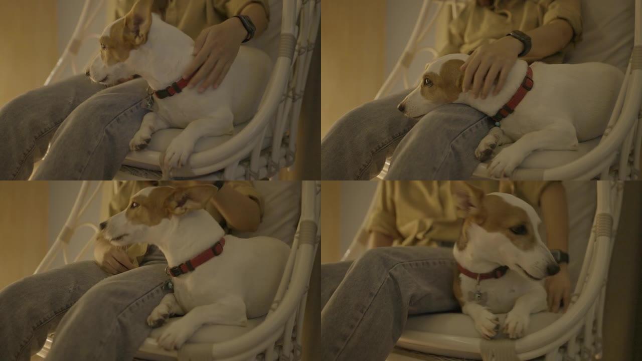 Slo MO: 杰克·罗素狗 (Jack Russel dog) 与主人躺在吊椅上，恳求她。宠物主人