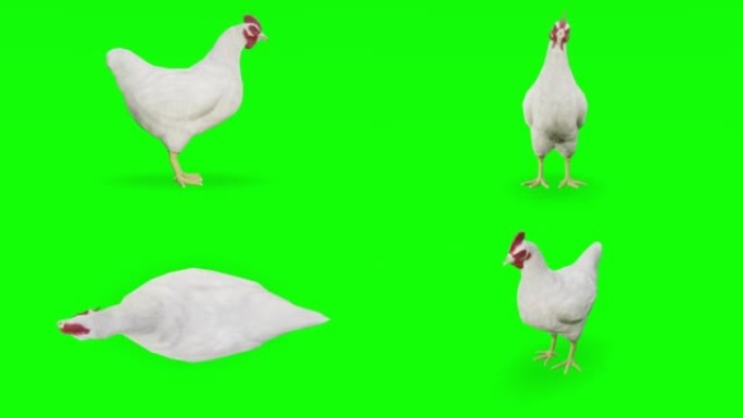 绿色屏幕上的等待鸡。动物的概念，野生动物，游戏，返校，3d动画，短视频，电影，卡通，有机，色键，人物