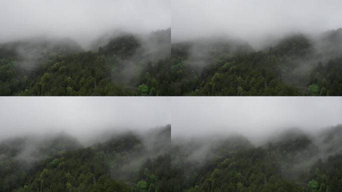 云中仙境  雨雾缭绕   烟雨朦胧