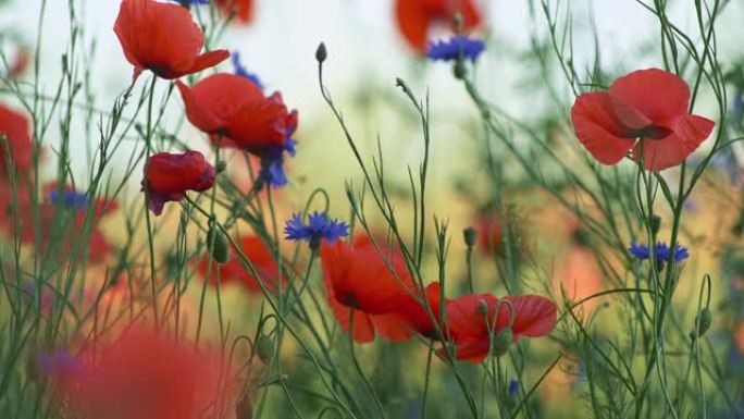 在夏日花田上随风摇曳的红色罂粟花和矢车菊。华丽的花卉背景，温暖夏天的感觉