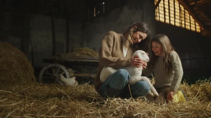 电影拍摄的快乐的母亲和小女儿用爱和关怀爱抚生态生长的新生羔羊，用于农村农业农场干草仓的生物真正的羊毛