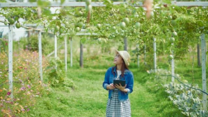 聪明的农场妇女检查温室中水果植物的生长