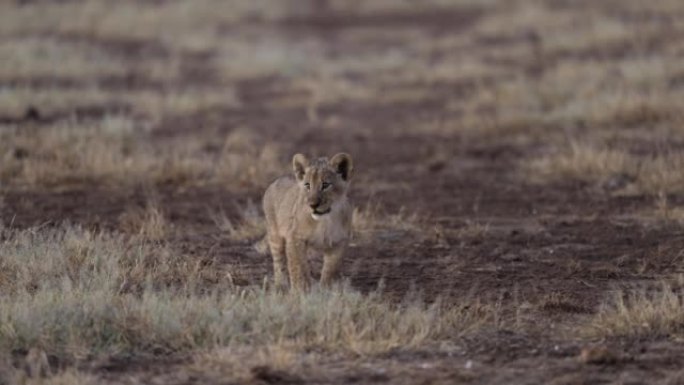 可爱的幼狮呼唤其母亲看着相机的特写镜头