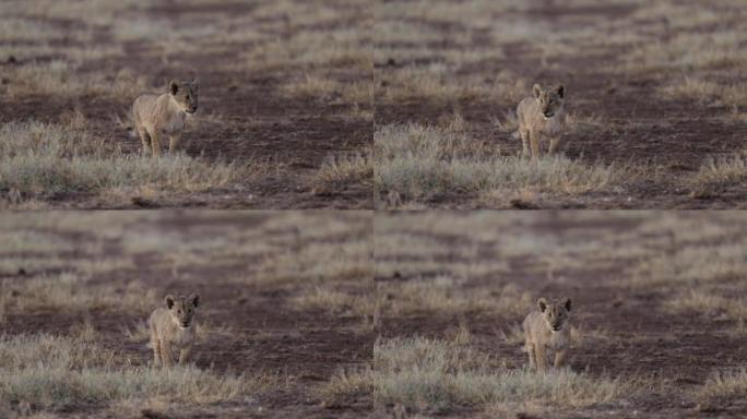 可爱的幼狮呼唤其母亲看着相机的特写镜头