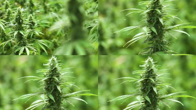 转移焦点在温室农场中摇曳的成熟盛开的雌性大麻花