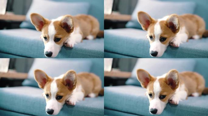 昏昏欲睡的彭布罗克威尔士柯基犬在沙发上放松。
