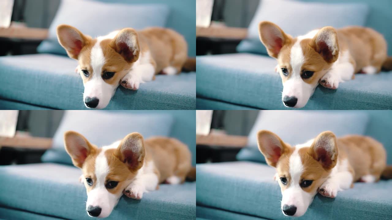 昏昏欲睡的彭布罗克威尔士柯基犬在沙发上放松。