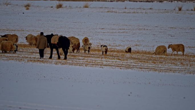 4k冬季牧场归家的羊群 归家的牧羊人