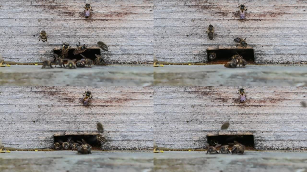 蜜蜂进出蜂巢蜜蜂进出蜂巢