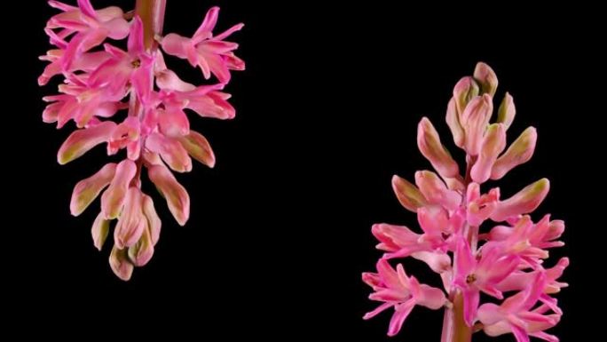 近距离延时生长的粉红色花朵和玫瑰色植物。细节宏观拍摄在清晰的背景下绽放两大花瓣。可爱浪漫自然清新粉彩