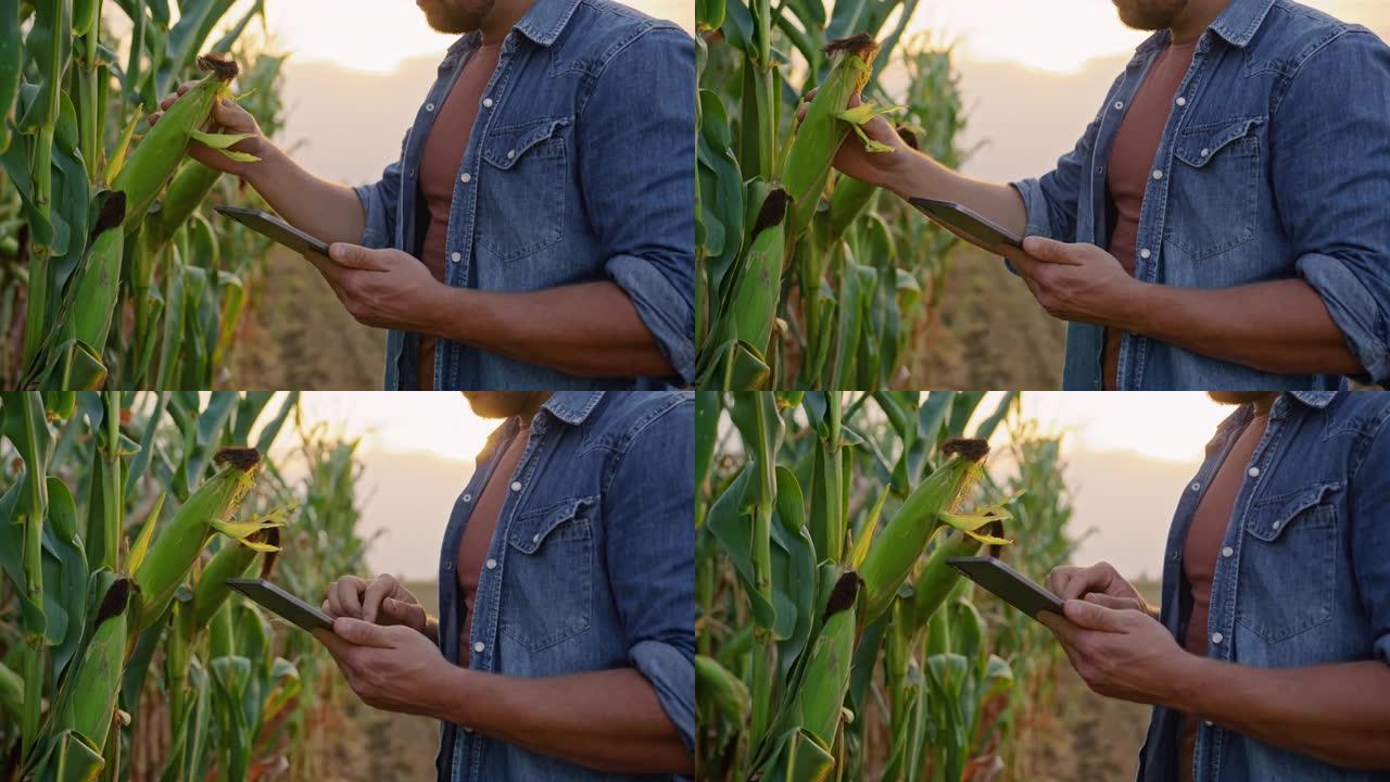 SLO MO无法识别的农民在检查玉米植物时使用数字平板电脑