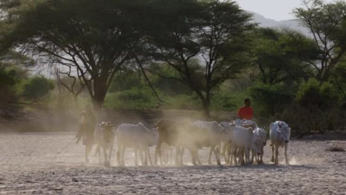 气候变化。干旱。水危机。特写。由于持续干旱，非洲男子放牧牲畜，瘦弱的牛沿着尘土飞扬，干燥的河床到水点