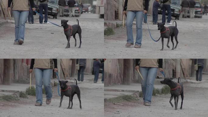 在阿根廷胡胡伊省蒂尔卡拉的土路上，快乐的狗和主人一起散步。