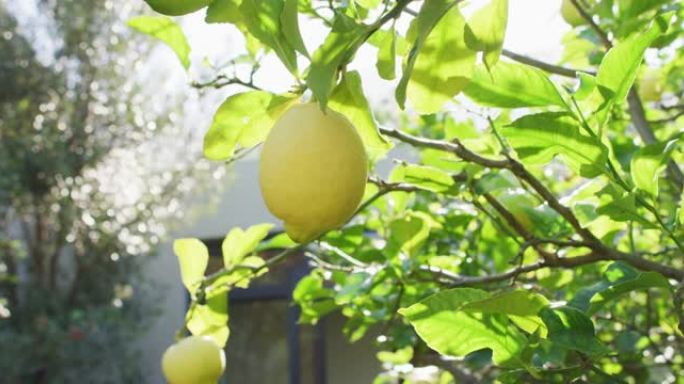 阳光花园树上悬挂的柠檬特写