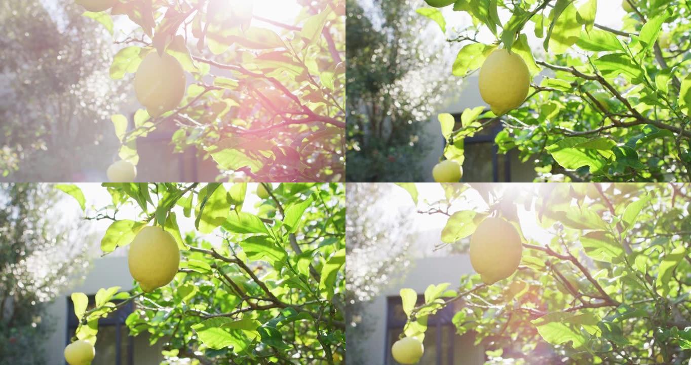 阳光花园树上悬挂的柠檬特写