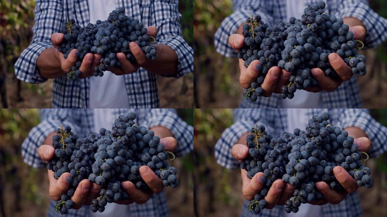 将一堆洗过的黑葡萄放在相机上的人的手的特写镜头，背景是葡萄园。男性农民自豪地展示他田间的收成。环境友