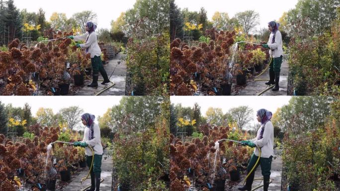 伊斯兰妇女在苗圃为盆栽植物浇水