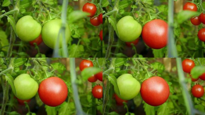 红色番茄的绿色变化-变化，成熟概念