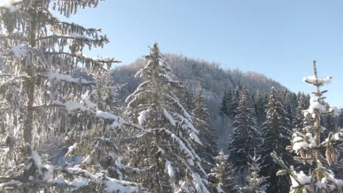 无人机: 朱利安阿尔卑斯山白雪皑皑的针叶林的田园诗般的飞行镜头。