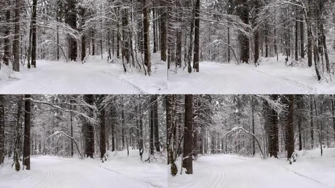 在冬季风景中穿越积雪覆盖的森林