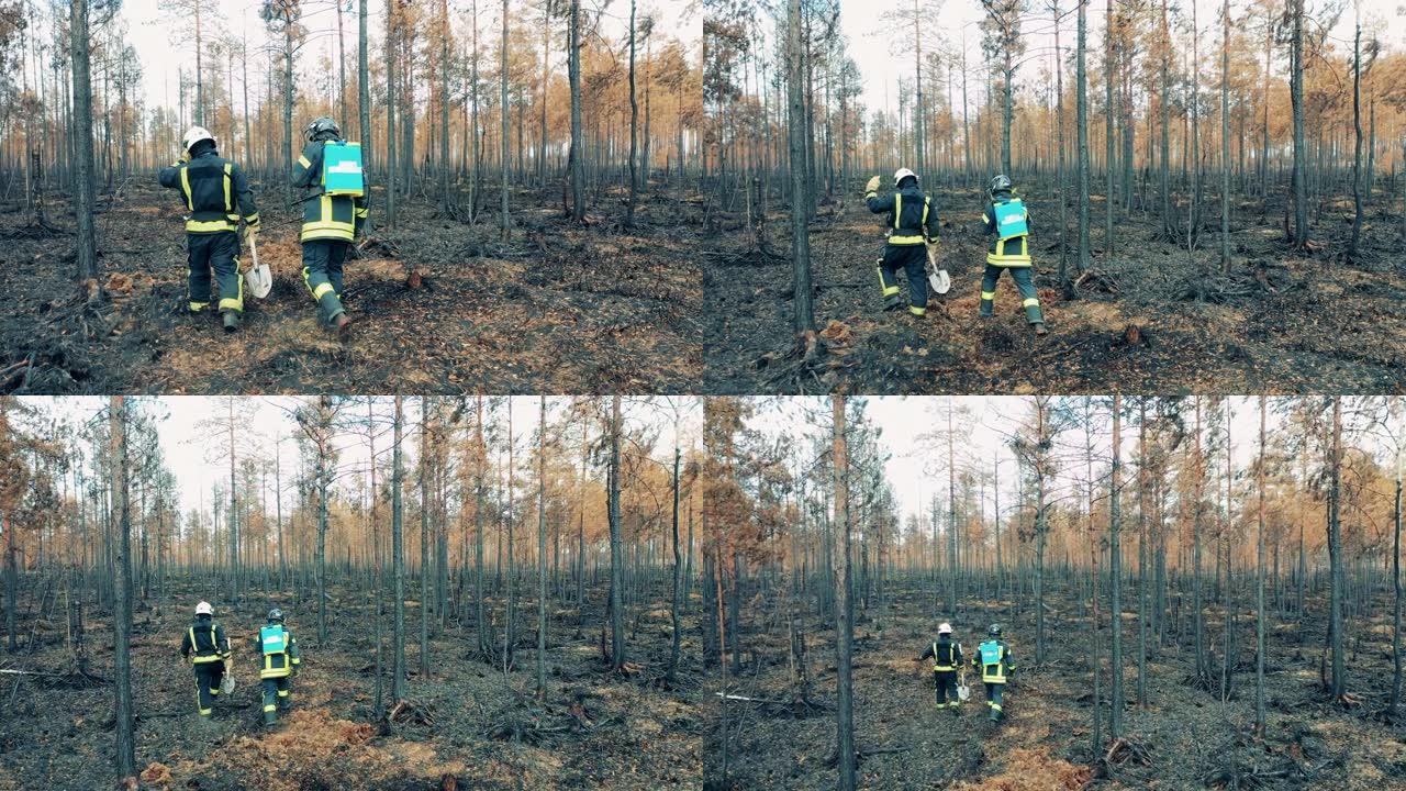 烧毁的森林，男性消防员越过它