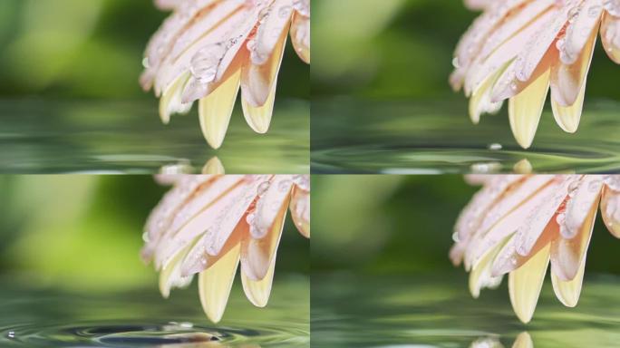 露珠滚落非洲菊花，落入水中。水滴湿粉红色的花。慢动作镜头