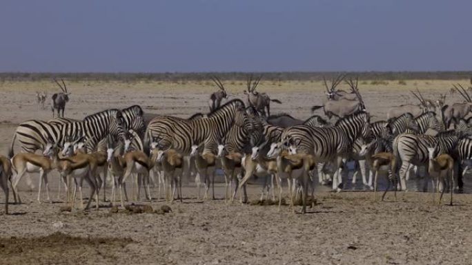 纳米比亚埃托沙国家公园，各种动物群的特写视图，包括斑马，跳羚，羚羊 (gemsbok)，牛羚以慢动作