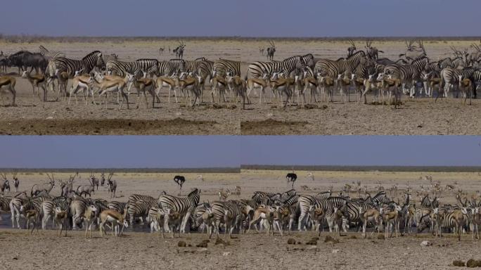 纳米比亚埃托沙国家公园，各种动物群的特写视图，包括斑马，跳羚，羚羊 (gemsbok)，牛羚以慢动作