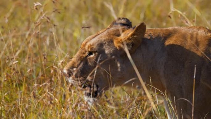 慢动作狮子在阳光明媚的野生动物保护区的高草丛中行走