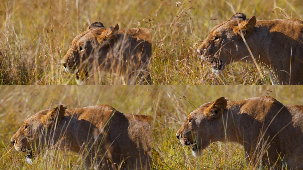 慢动作狮子在阳光明媚的野生动物保护区的高草丛中行走