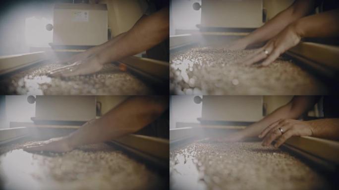 男性农民检查从机器中出来的小麦谷物