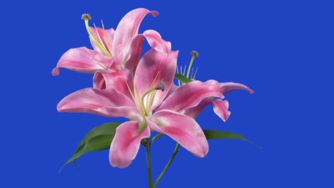 蓝屏上漂亮的粉红色花朵特写镜头