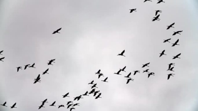 欧亚鹤鸟群-鸟类迁徙