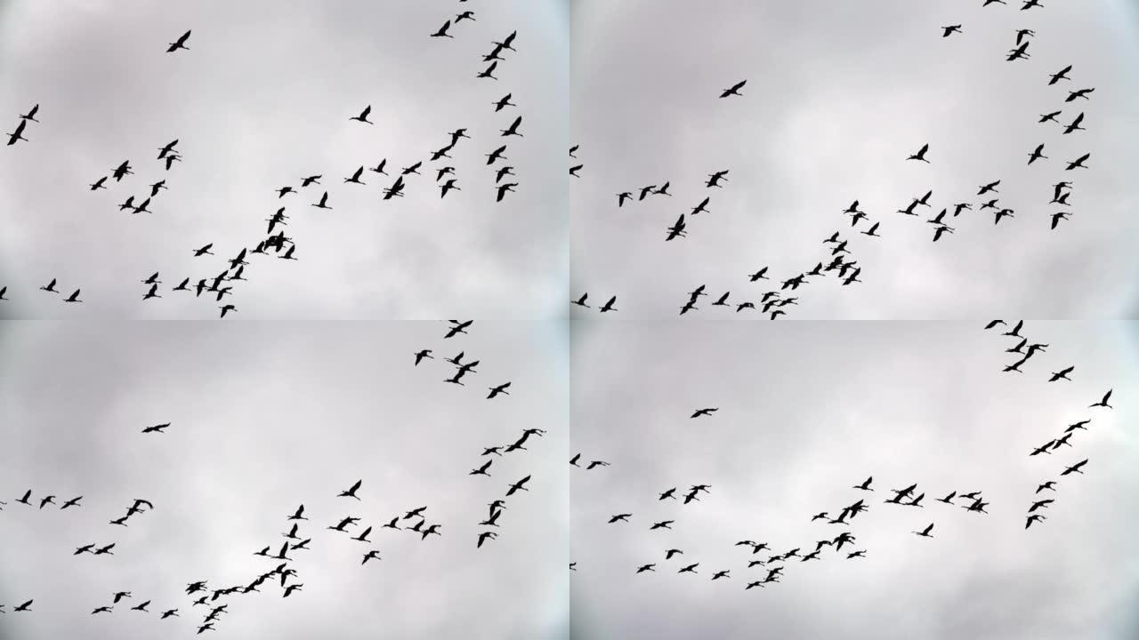 欧亚鹤鸟群-鸟类迁徙