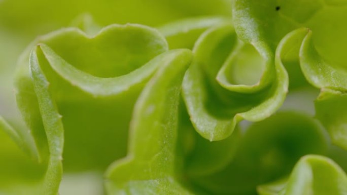 宏观: 有机农场种植的卷曲莴苣叶的详细特写视图。