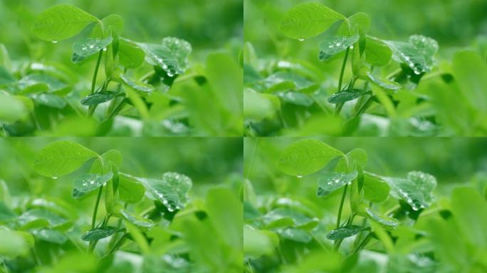 落雨花生叶庄稼地下雨天农作物下雨