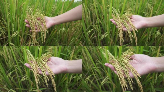 女性手触摸泰国成熟的水稻植物。