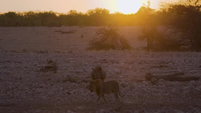 纳米比亚埃托沙国家公园日落时，黑犀牛在水坑接近雄狮的慢动作视图