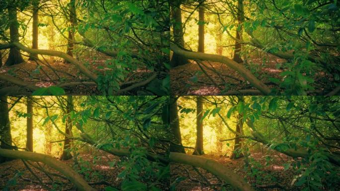 日落时分的森林，阳光透过树木发光
