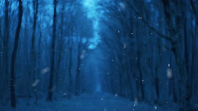 WS在寒冷的下雪天穿越森林的散焦路径