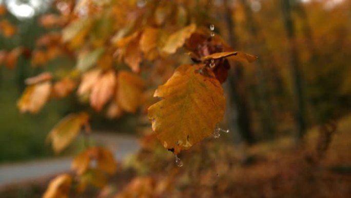 超级SLO MO水滴落在乡间小路的秋叶上