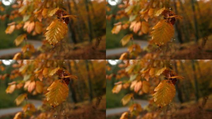 超级SLO MO水滴落在乡间小路的秋叶上