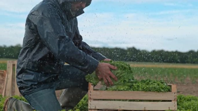 超级SLO MO农民在雨中在田间工作时将生菜堆放在板条箱中