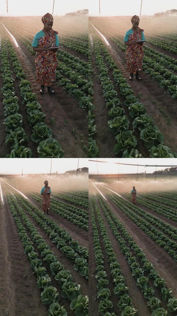 垂直视频。空中缩小视图。穿着传统服装的非洲黑人女农民使用数字平板电脑监控蔬菜作物。背景灌溉