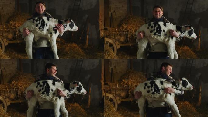 在乡村奶牛场的牛棚马stable中，年轻的快乐骄傲的男性农民的电影镜头正抱着他的手臂，用于生物奶制品